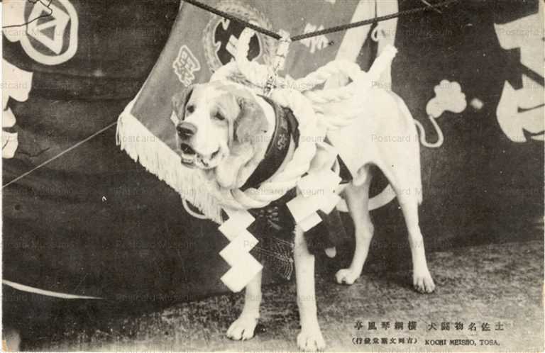 cga003-土佐闘犬 横綱琴風亭
